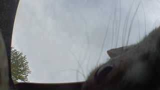 Unidentified clip