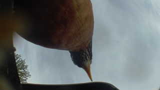 american robin