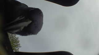 black-billed magpie