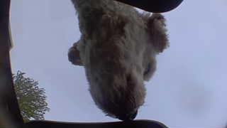 Unidentified clip