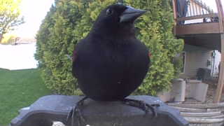 american crow