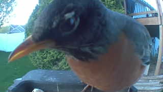 american robin