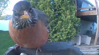 american robin