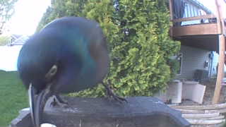 common grackle