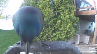 common grackle