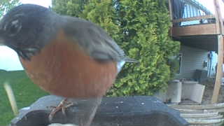 american robin