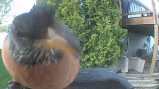 american robin