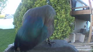 common grackle