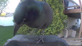 common grackle