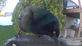 common grackle