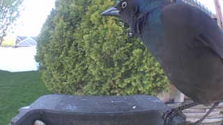 common grackle