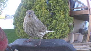 house finch