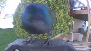 common grackle