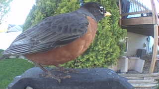 american robin