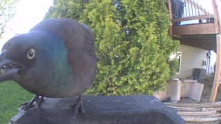 common grackle