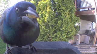 common grackle