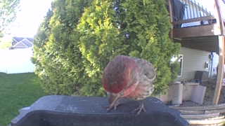 house finch