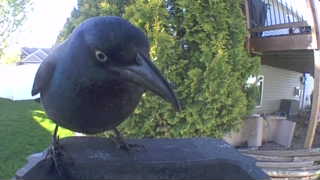 common grackle