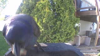 american crow