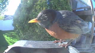 american robin