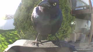 common grackle
