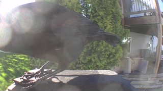 american crow