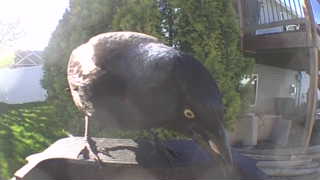 eurasian jackdaw