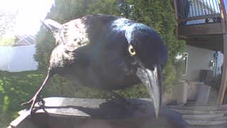 common grackle