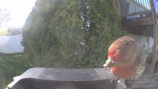 american robin