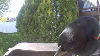 red-winged blackbird