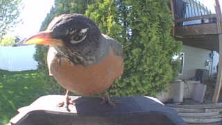 american robin