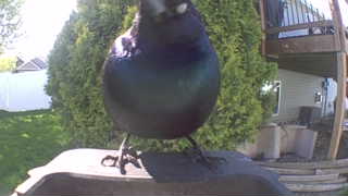 common grackle