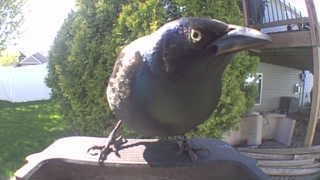 common grackle