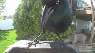 common grackle