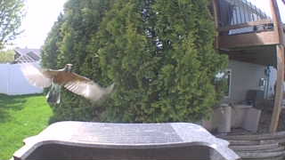 american robin