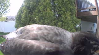 cooper's hawk
