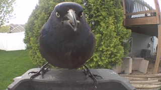 common grackle