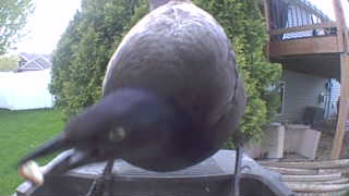 common grackle