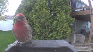 house finch