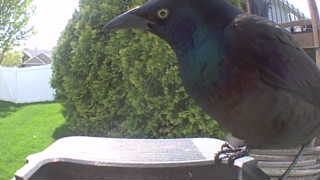 common grackle