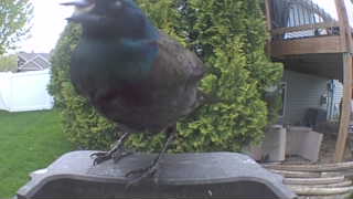 common grackle