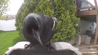 red-winged blackbird