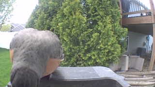 american robin