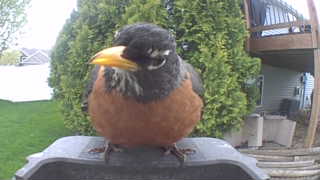 american robin