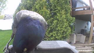 common grackle