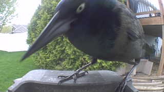 common grackle