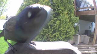 common grackle