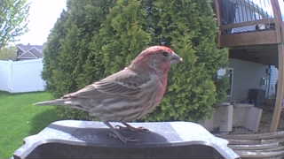 house finch