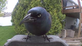 common grackle
