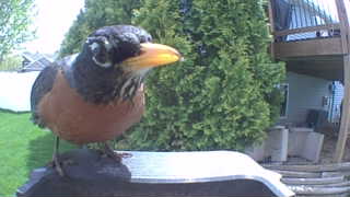 american robin